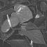 Priroda