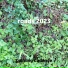 Calming Cadence