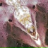 Tera Mangala