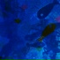 dori64