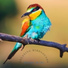 Sleepy Bird Sounds