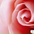 Mia La Rose