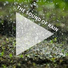 Regengeräusche, Rain Sounds, Nature Sounds