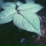 Nature Ambience, Rain Spa, Study Power