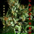 RIICKY THE MAPPER feat. OG LAN$KEY, SNOWFLAKE