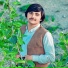 Gull Mashoom