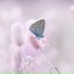 Macrogenre