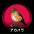 アカハラ, 鳥のさえずり, 自然の音