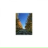 Mindfulness Healing Sleep BGM Project