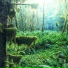 ASMR Nature Noise