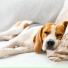The Sleepy Sounds