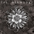 The Bermudaz