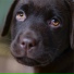Music For Dogs, Sleepy Dogs, Dog Music