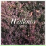 Wallows