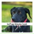 Calming Dog Relaxation