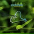 A.L.X.S