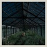 foxing