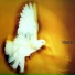 Libera
