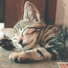 Spa Music, Reiki, Deep Sleep Music Maestro