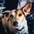 Music for Dog's Ear, Calming Music for Dogs