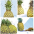 pineapple tours